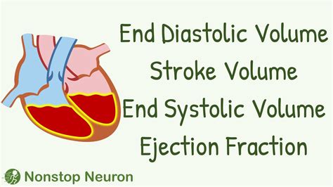 what increases end diastolic volume